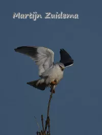 Grijze wouw [Elanus caeruleus]